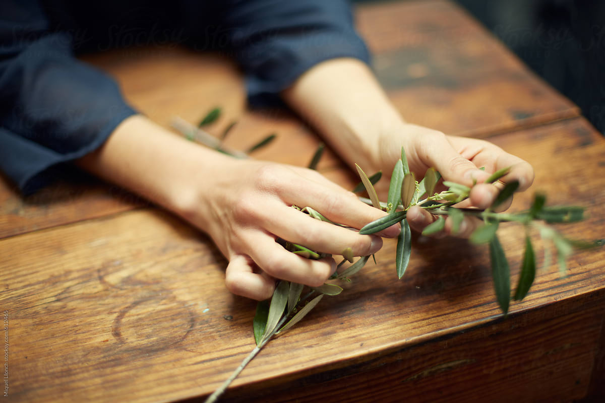 Close up of female hands holding an olive tree branch on a table