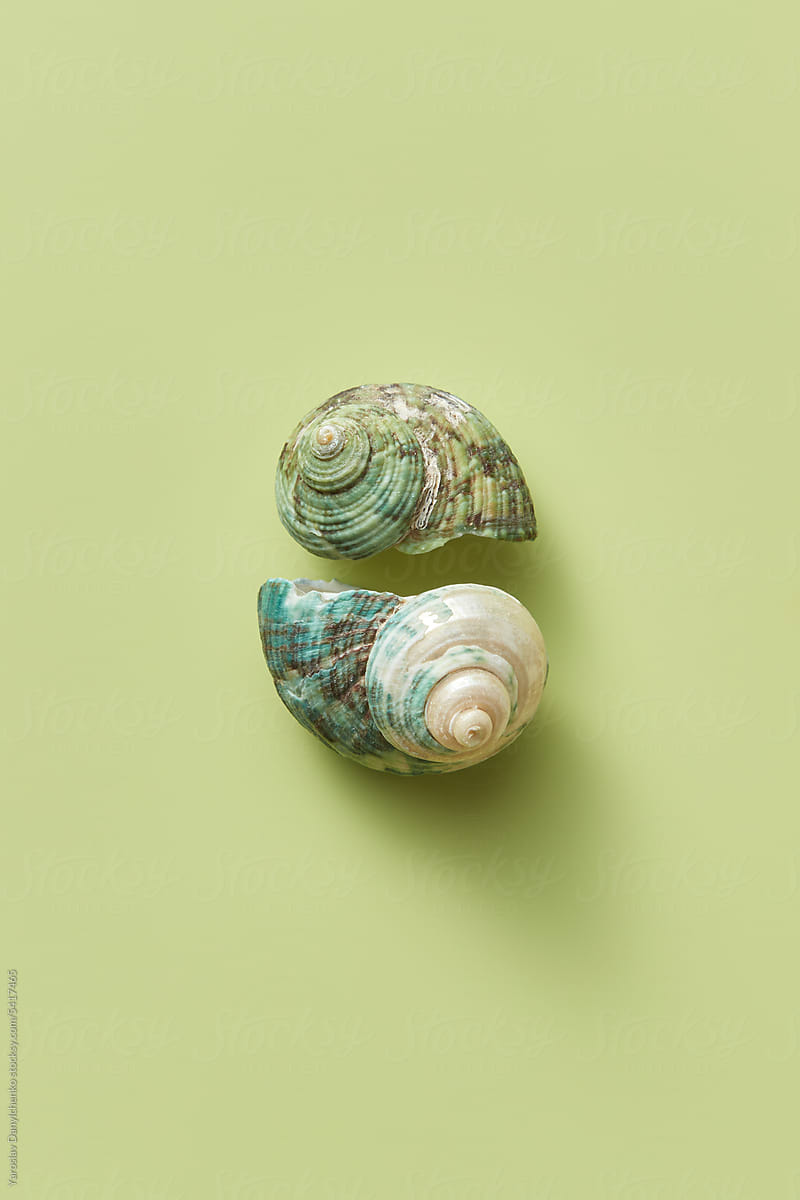 Two aged sea snail shells on pastel green background.