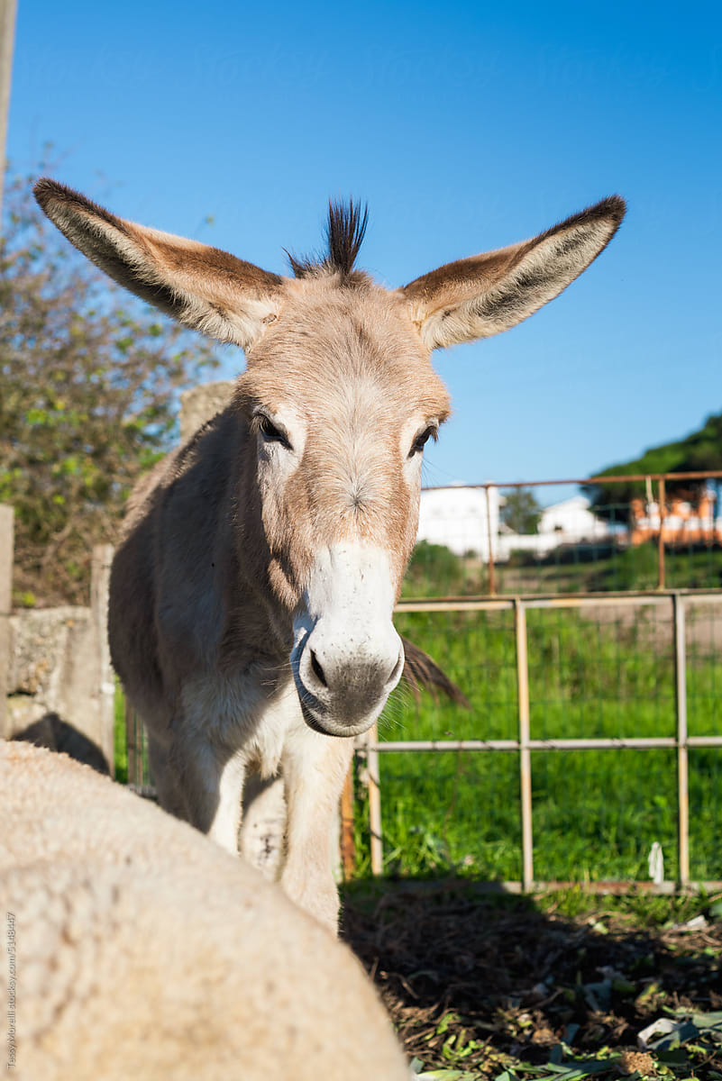 Portrait of donkey outdoor on sunny day