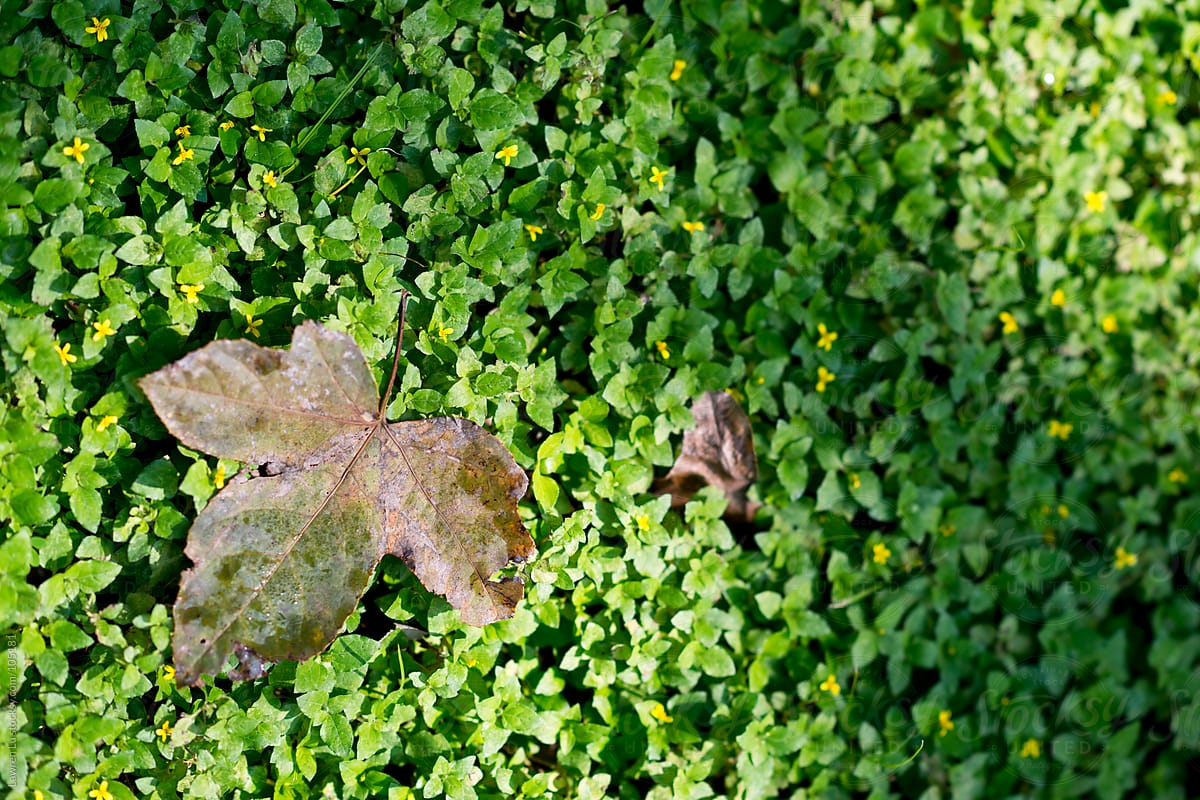 autumn-maple-leaf-falling-on-grass-by-stocksy-contributor-lawren-lu