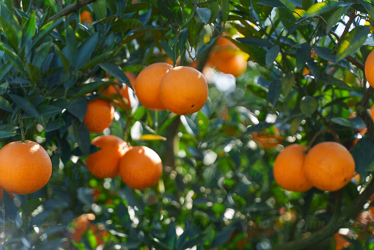 Close up of ripe oranges on the tree