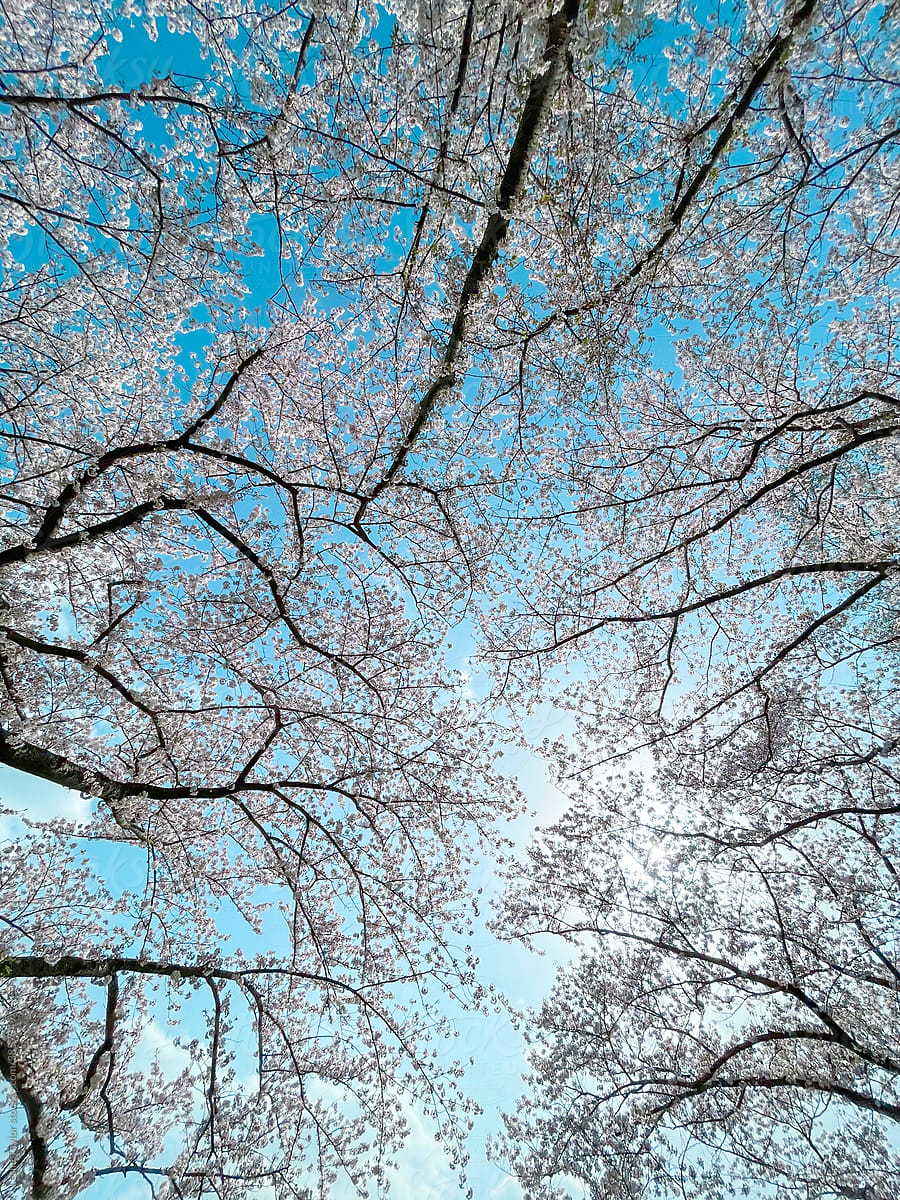 Cherry Blossom Trees Overhead