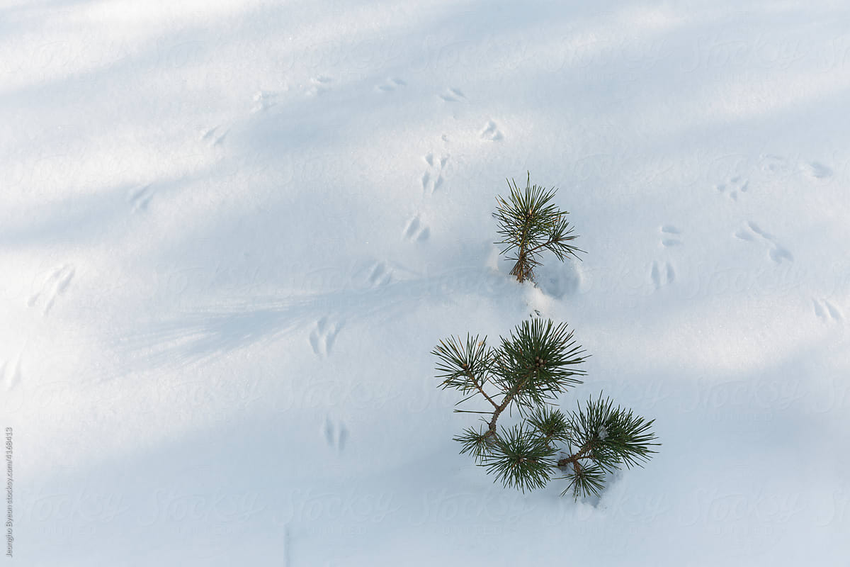 Small pine trees and bird footprints.