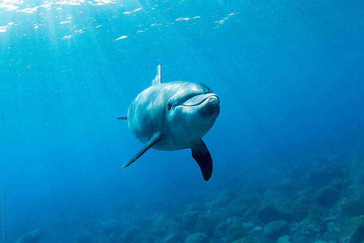 Playful Indo-Pacific Bottlenose dolphin