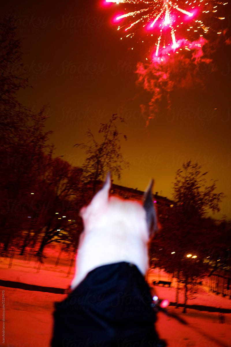 Frightened Dog In Red Light Of  Holidays Firework