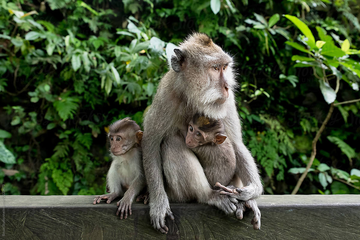 Mother monkey nursing her babies in Monkey Forest, Ubud