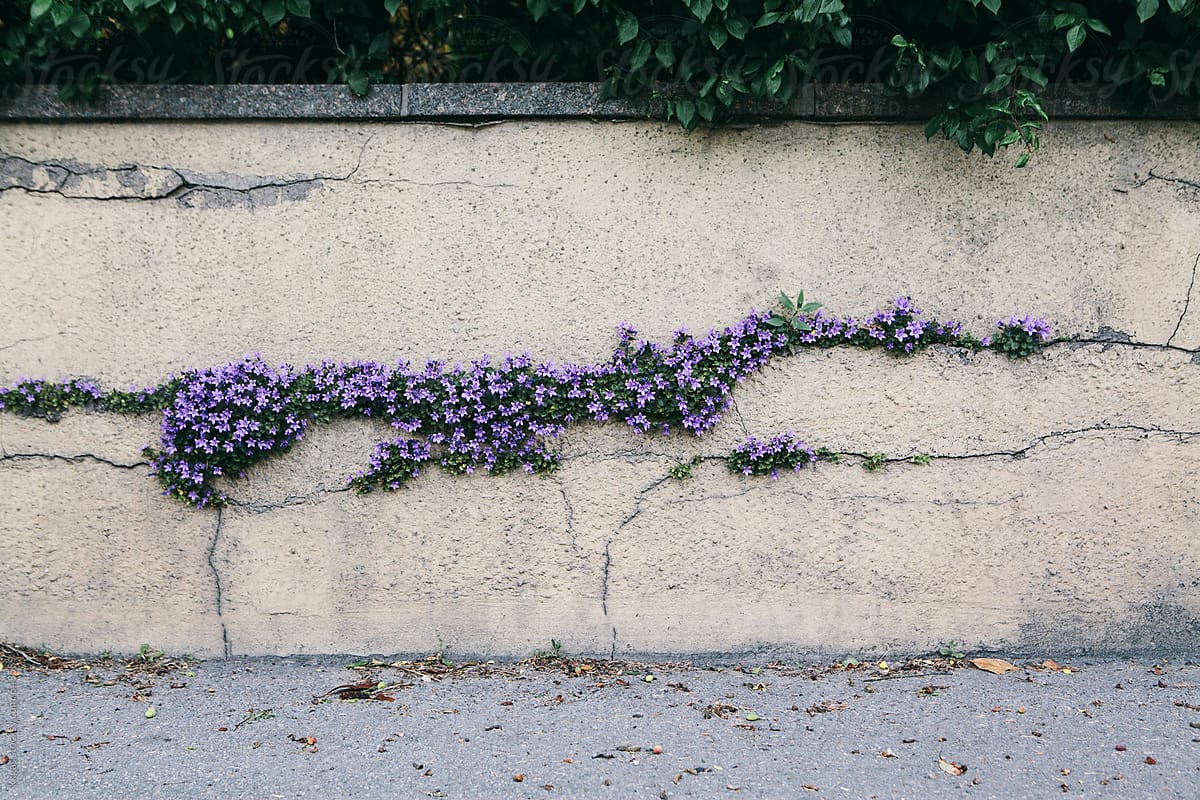 Pretty purple flower growing through the cracks in a wall