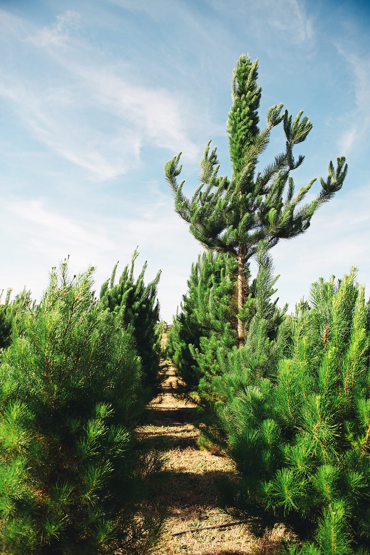 Unusual christmas tree stands out at the christmas tree farm
