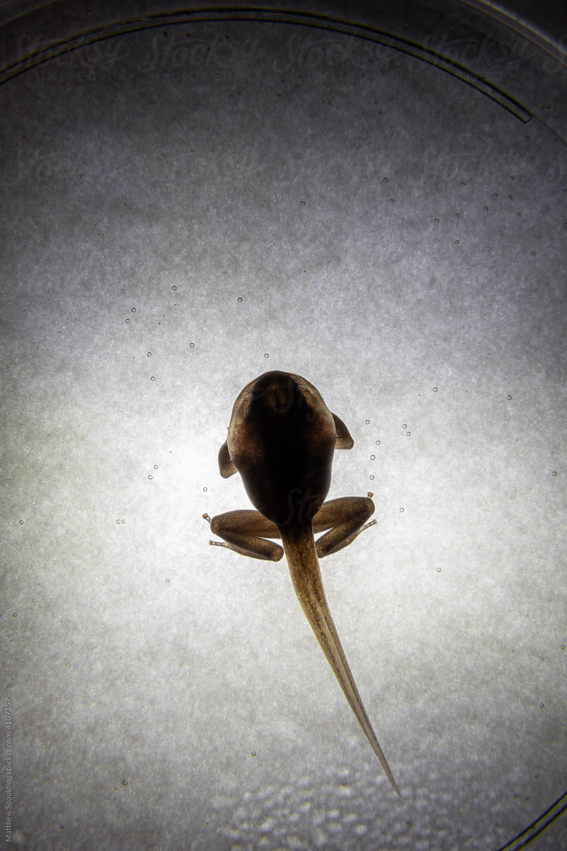 Dart frog tadpole in petri dish during metamorphosis