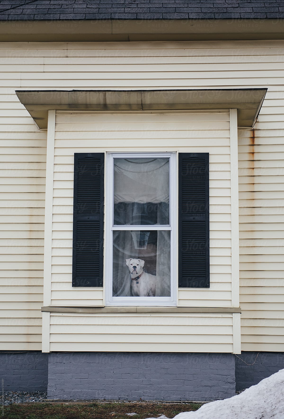 White American bulldog looks out the window of his house