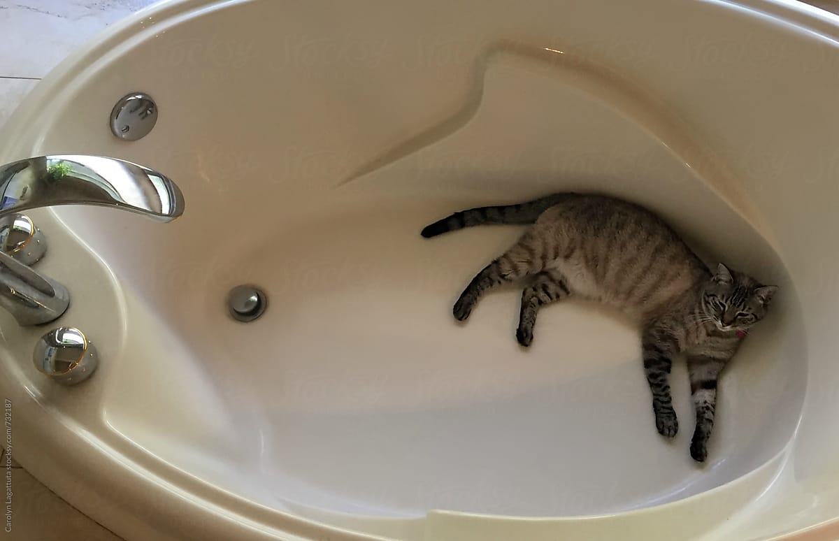 Siamese cat laying in a bathtub on a hot day