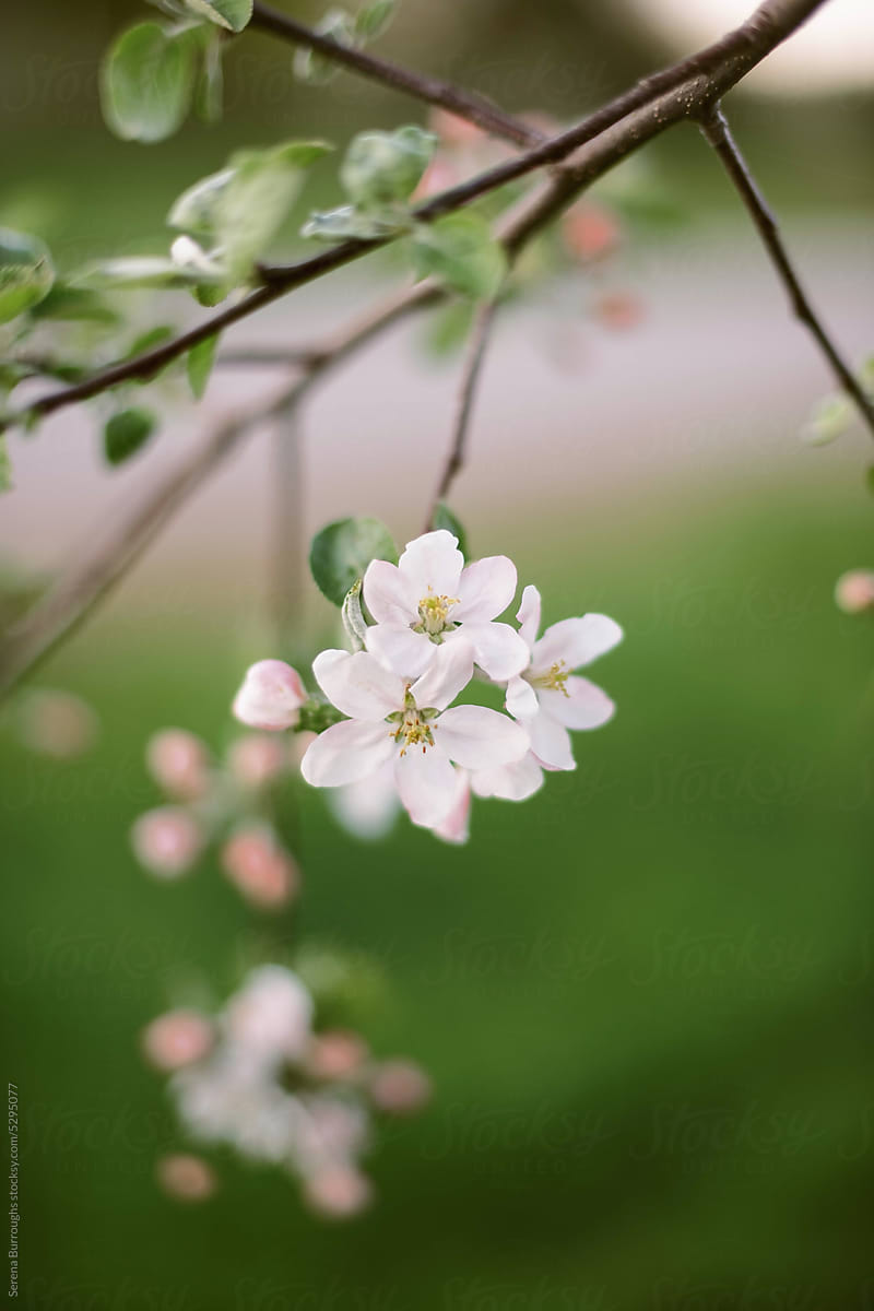 Close up of apple blossoms in full bloom in spring