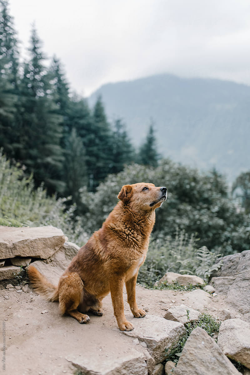Dog In Mountains