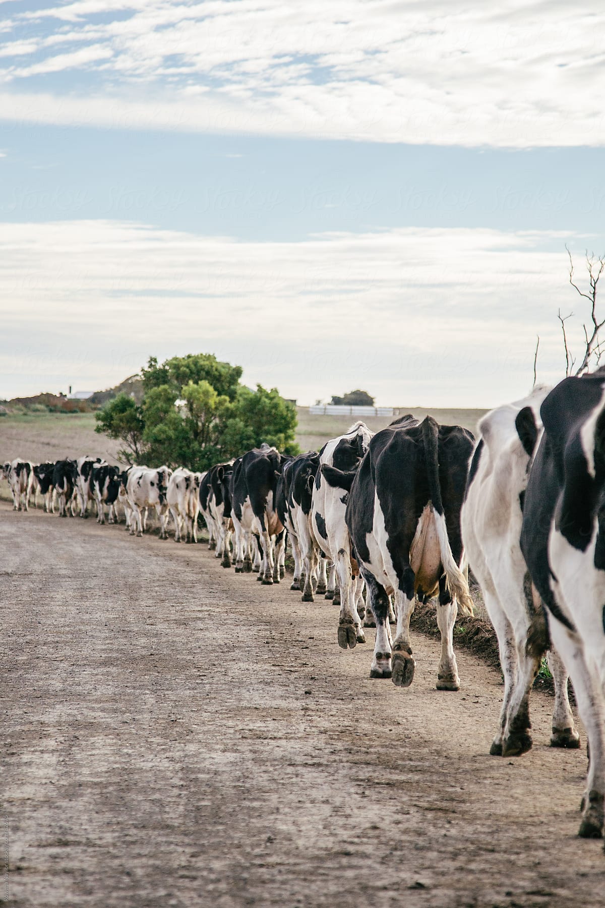 Dairy herd being walked up to yard for milking