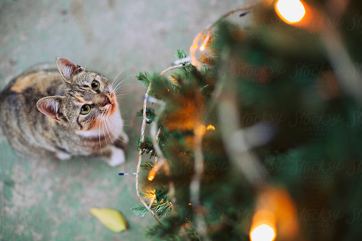 Christmas tree and a cat