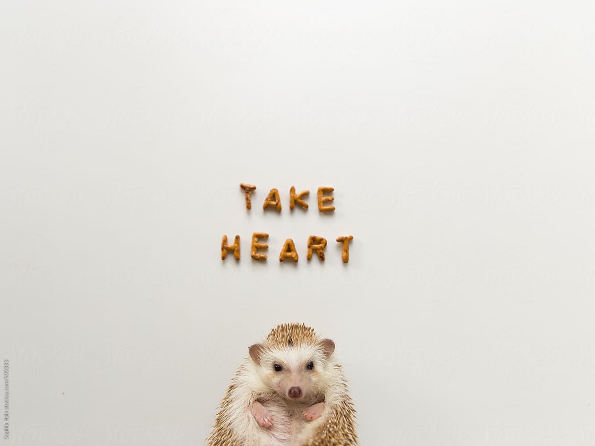 Take Heart Hedgehog