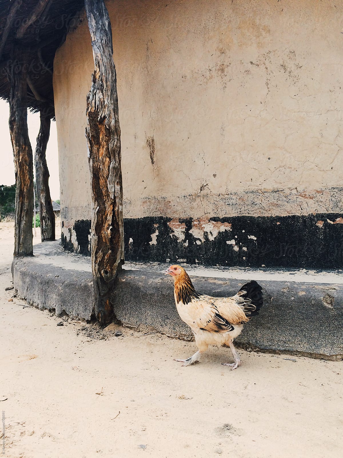 Wild Chicken in Zimbabwe