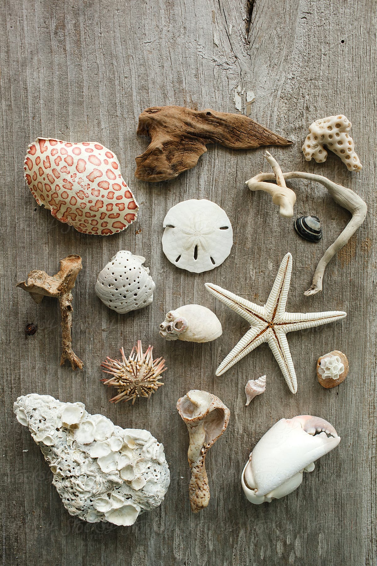 collection of sea life artifacts on rustic wood background