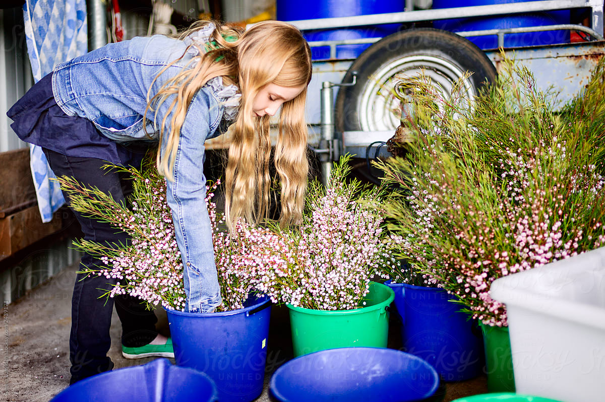 Girl helping arrange cut boronia in buckets during harvest