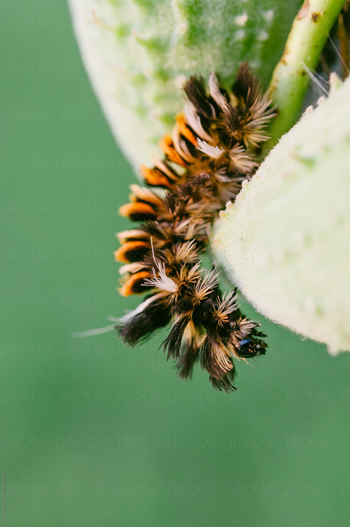 milkweed tussock caterpillars crawling on a milkweed plant