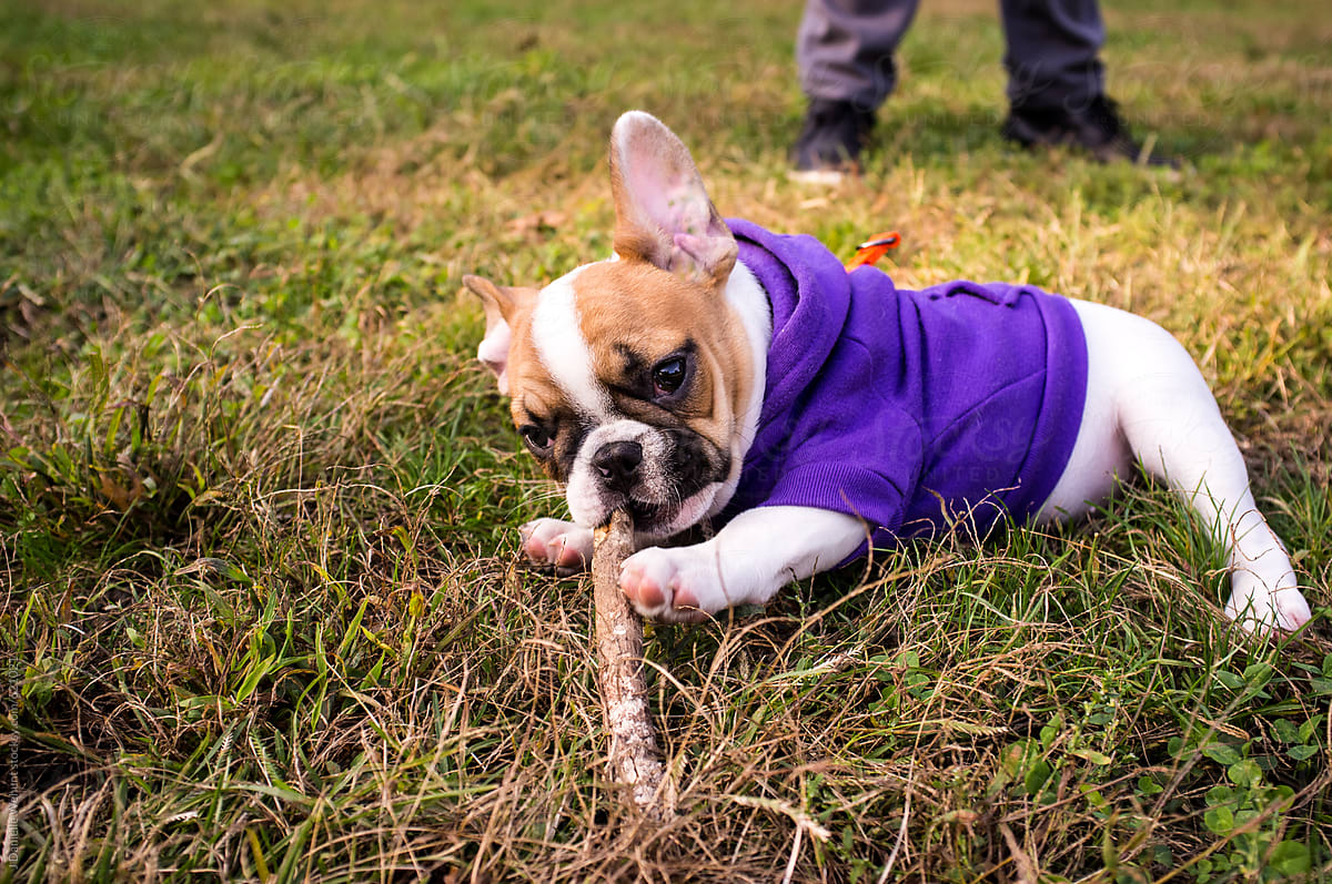 A french bulldog puppy wearing a purple hoodie chewing on a stick.