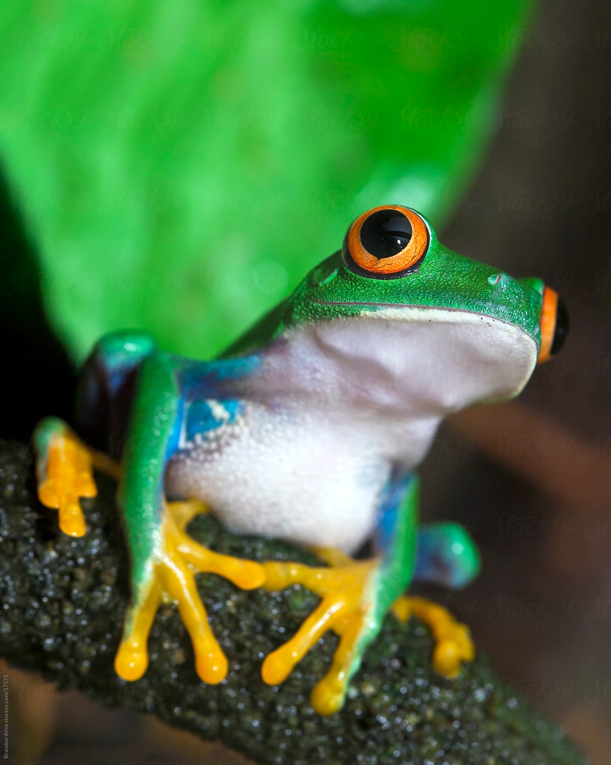 Red Eyed Tree Frog on a Vine in the Rainforest