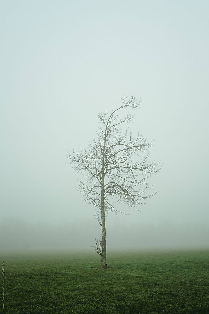 Single young bare tree in thick fog during winter