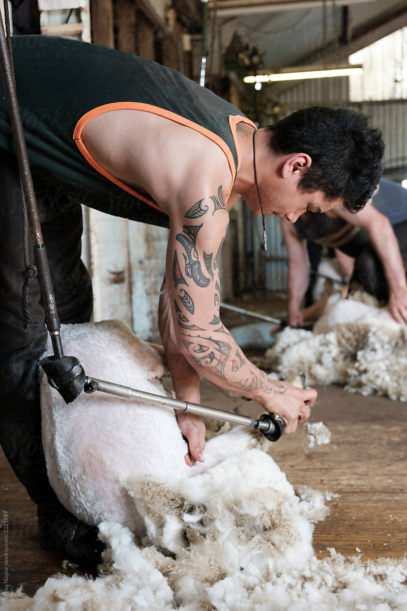 Maori shearer at work in shearing shed