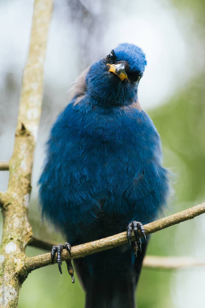 Blue bird in a national park