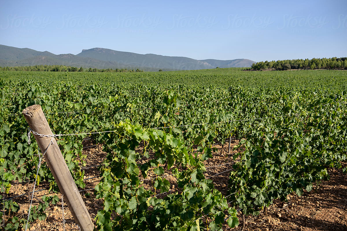 Spanish wine vineyards