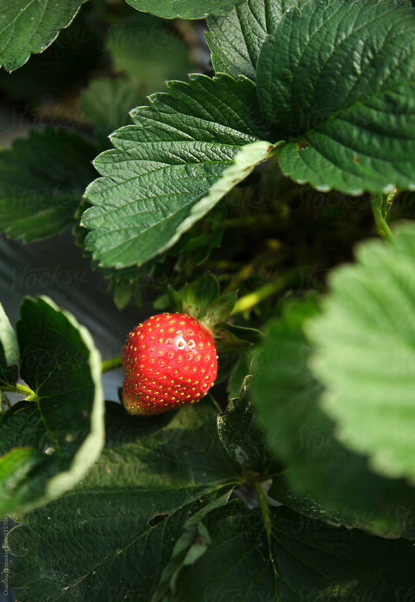 Closeup Strawberries in the strawberry garden.