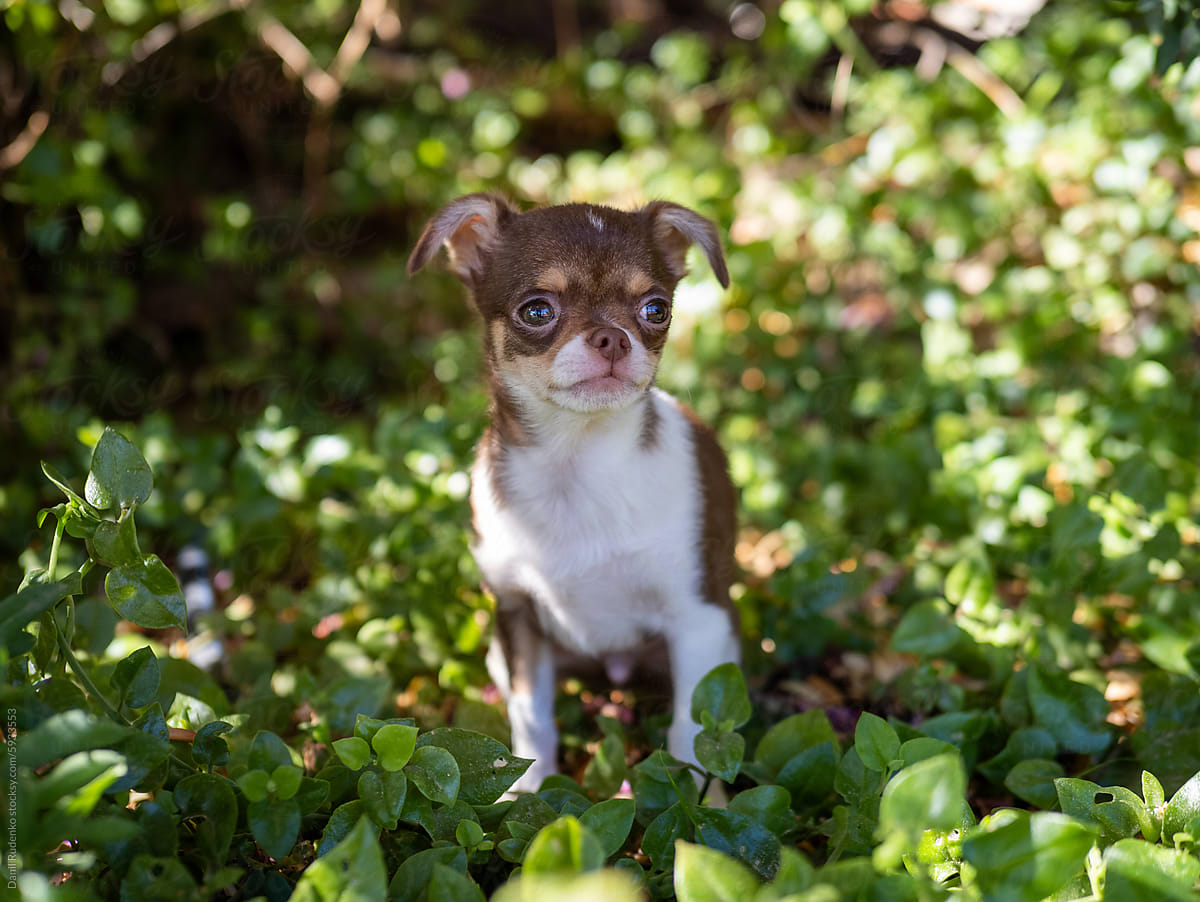 Pensive Puppy Chihuahua Amidst Foliage