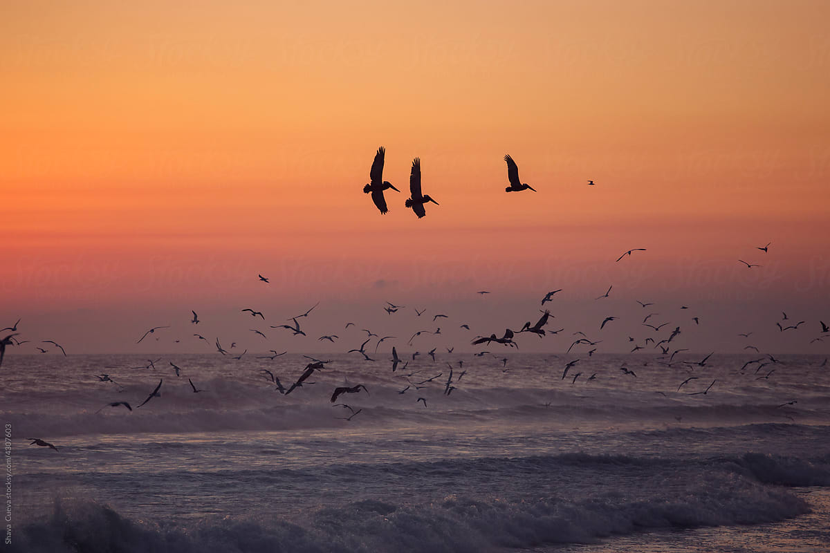Flock of birds flying in the ocean during a golden sunset
