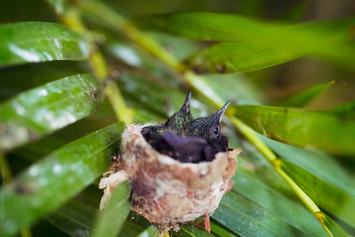 Two baby hummingbirds in a small nest on a green leaf