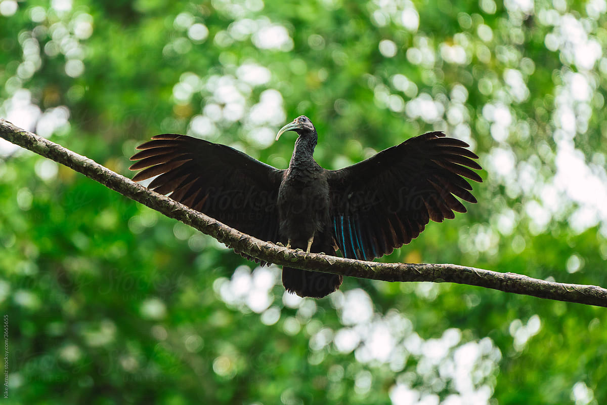 Beautiful Ibis Bird in Costa Rica