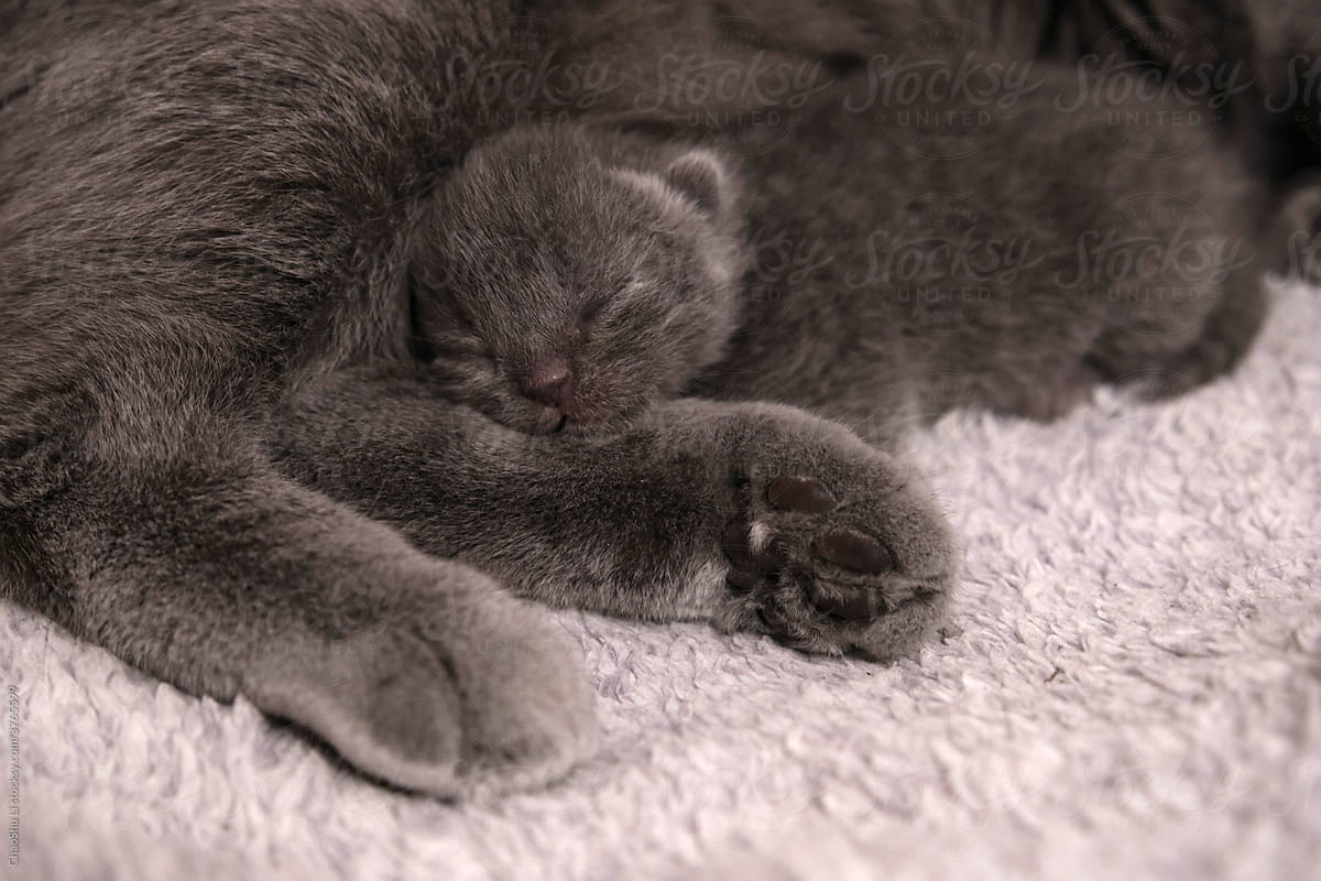 The new born baby blue cat sleeps on her mother\'s leg