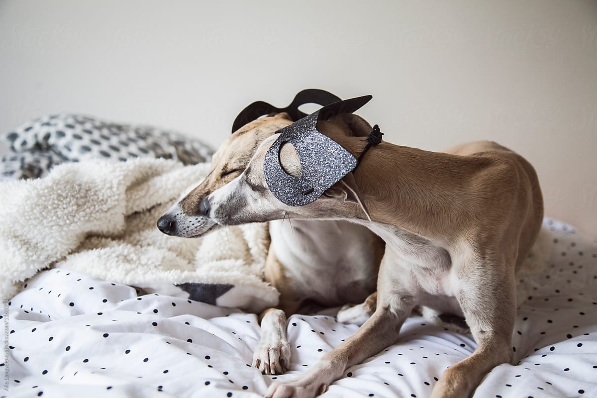 Two Kissing Whippets with Masks