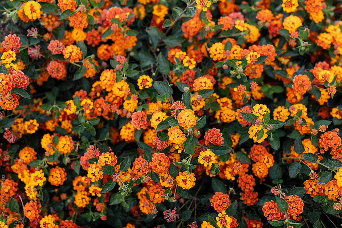 Bright little bush of orange spring flowers