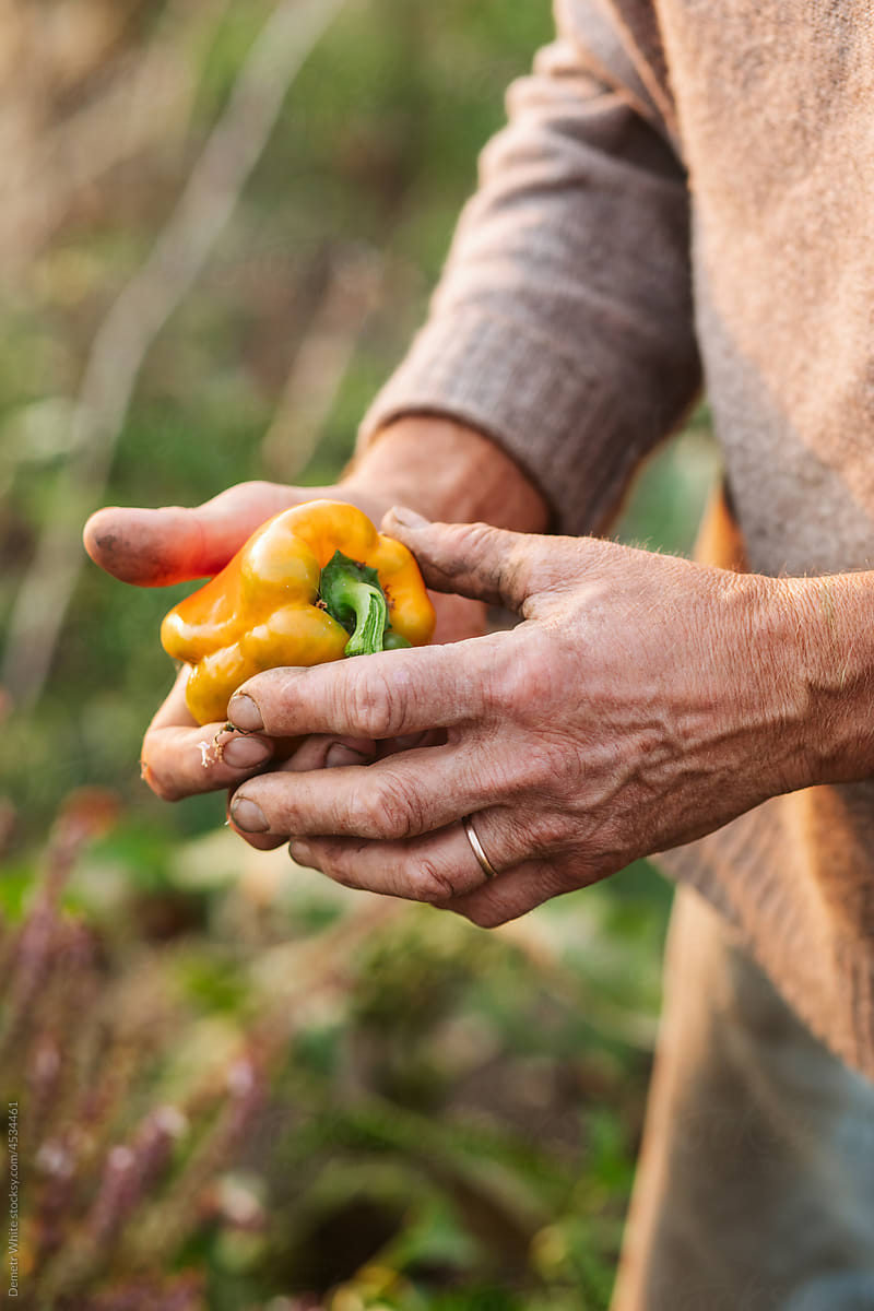 Yellow paprika in hands of farmer