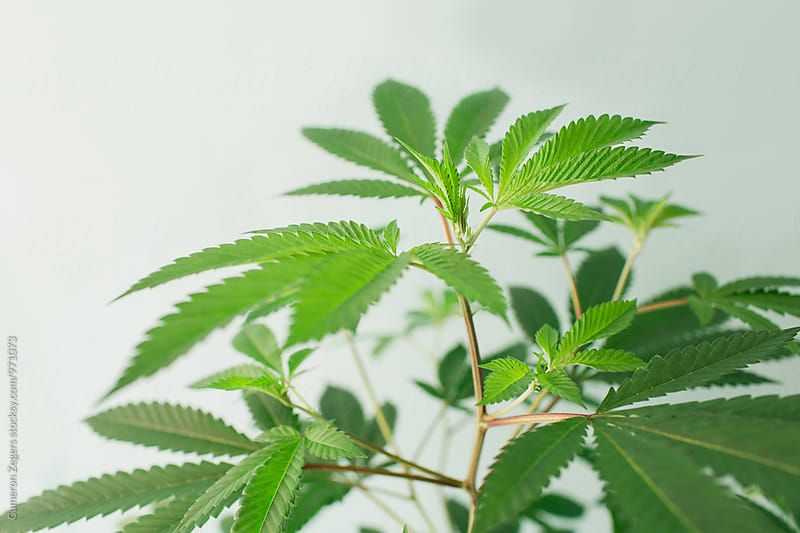 marijuana plant on blue background