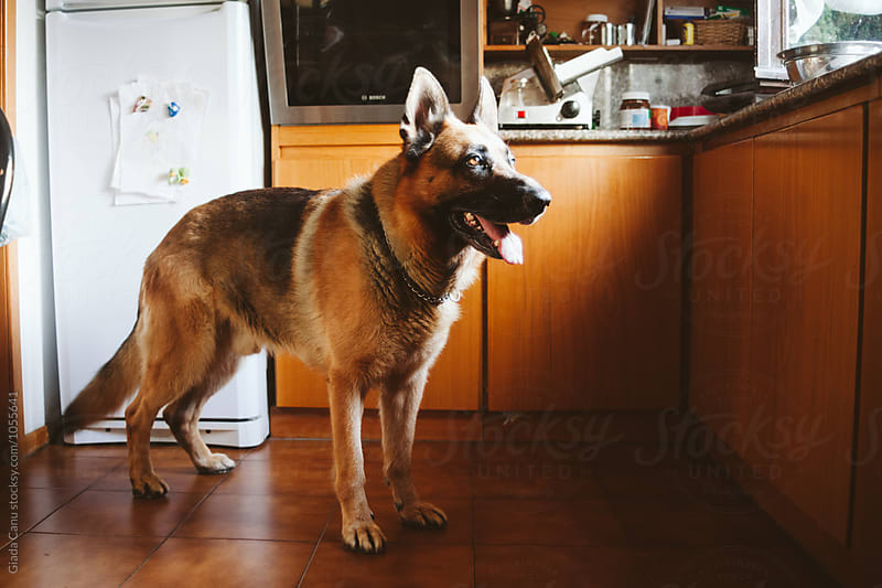 German shepherd in a kitchen