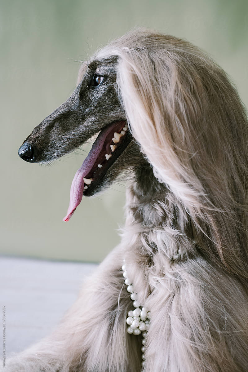Portrait of an Afghan Greyhound