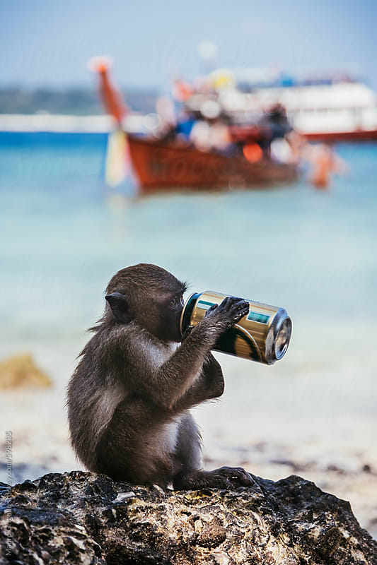Monkey drinking a beer on the beach