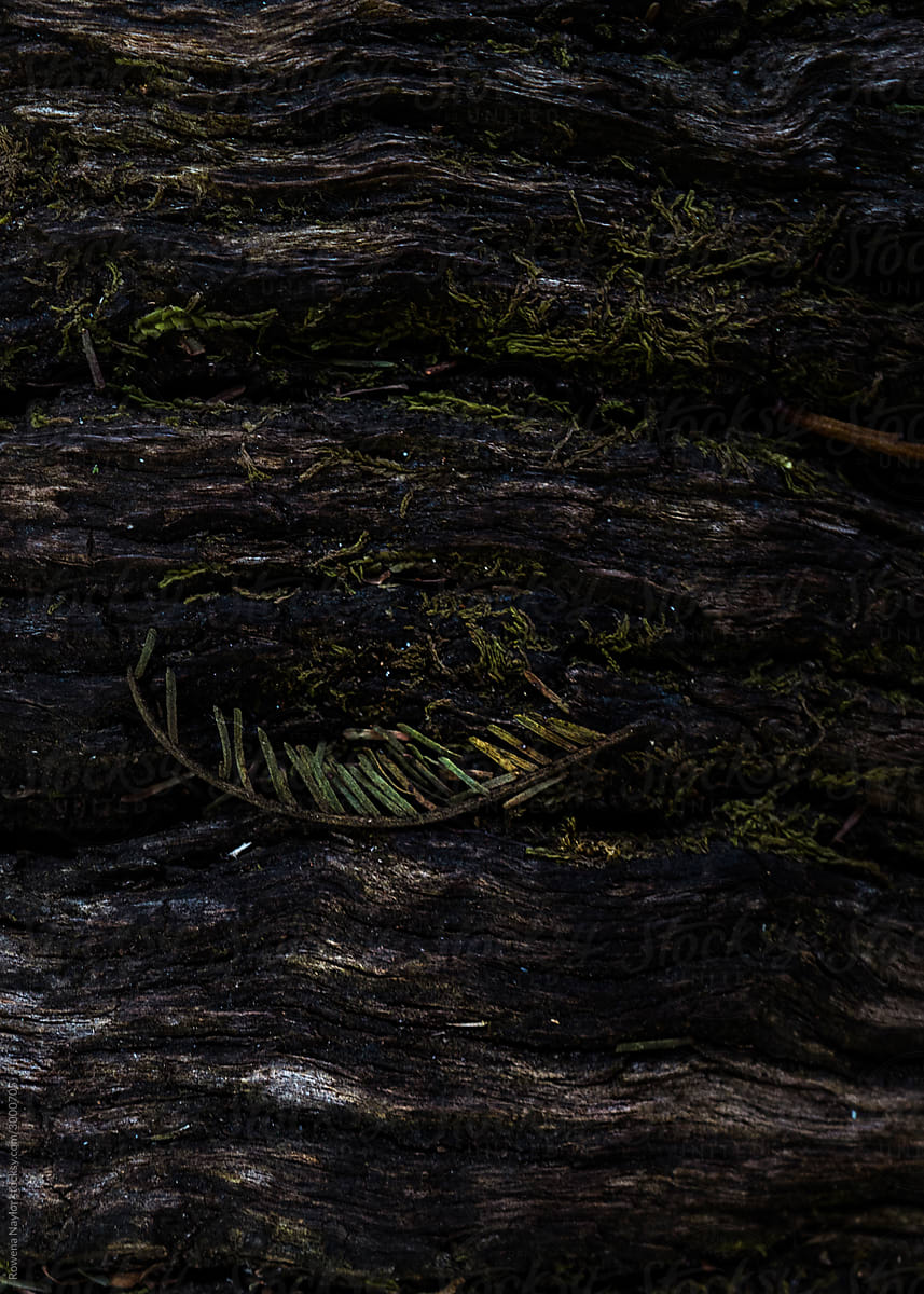 Texture of tree bark in a dark forest