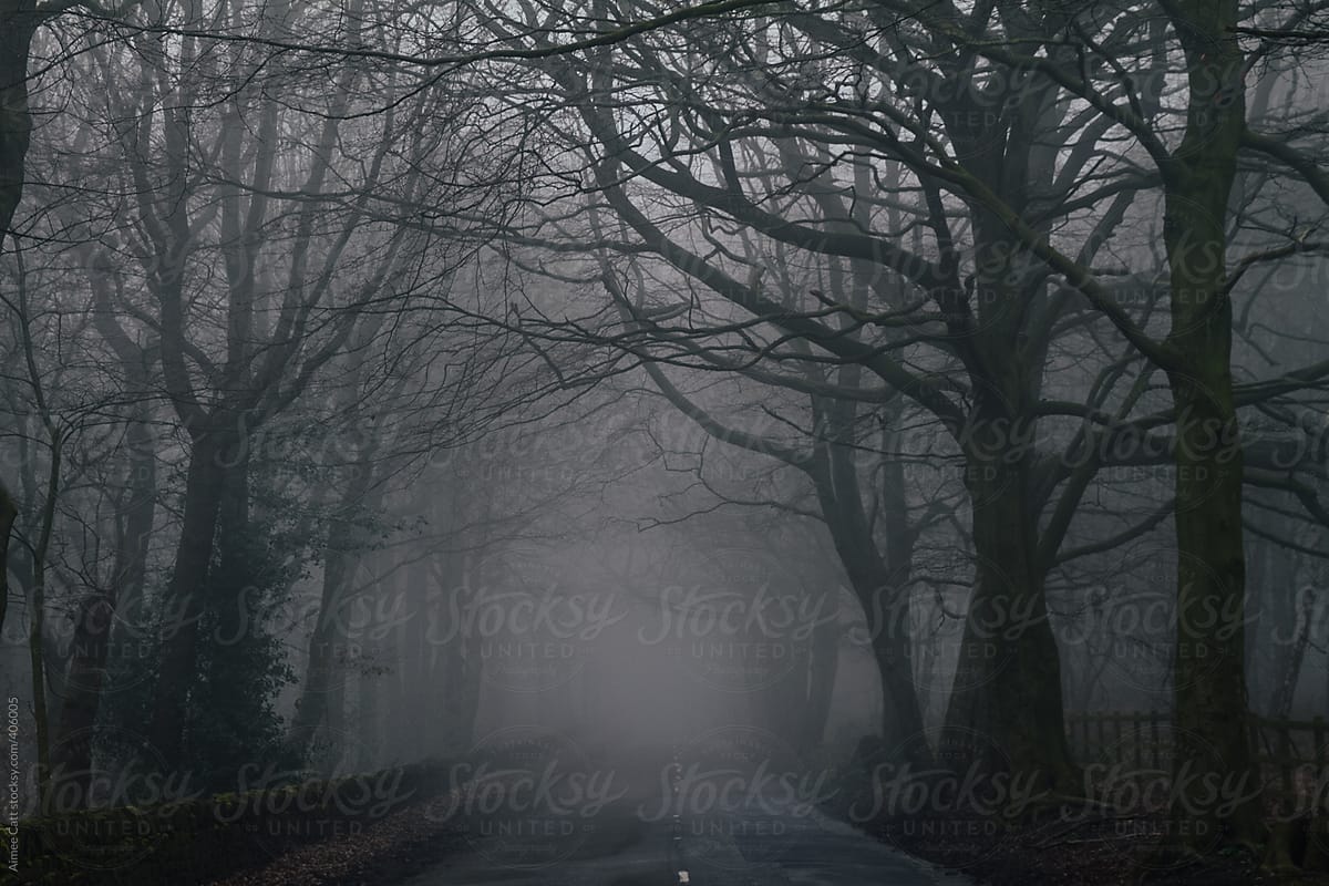Foggy Woodland Road