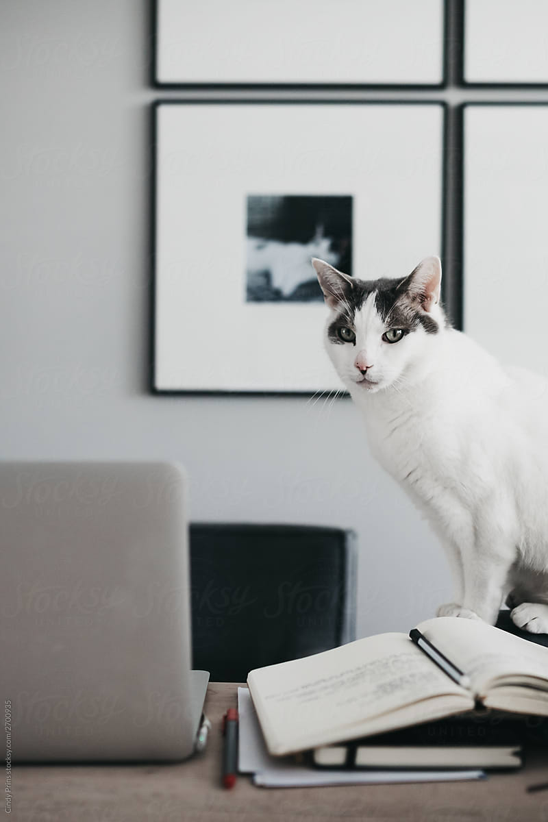 Cat sitting on the desk