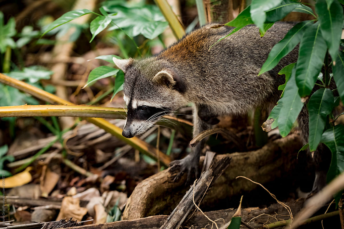 Racoon inside a rain forest in Costa Rica