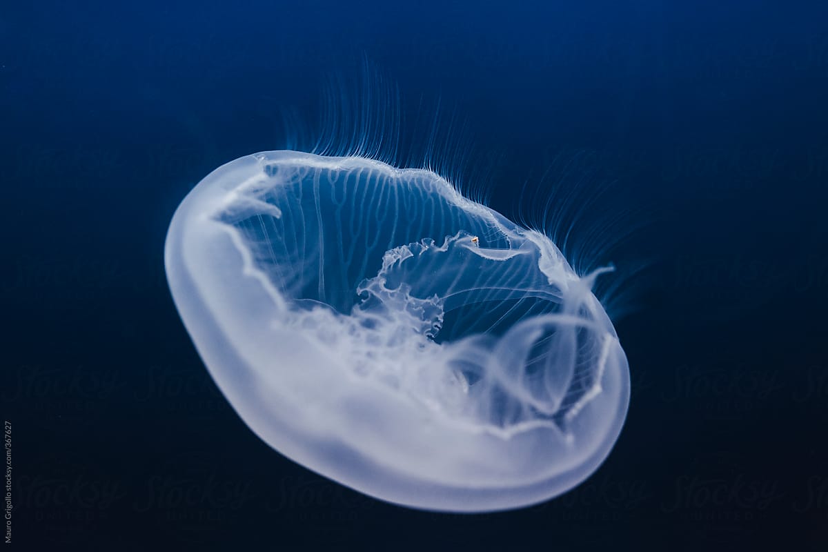 Jellyfish floats in blue water