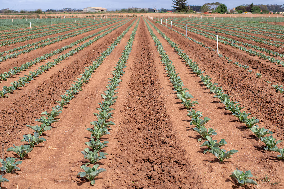 Cauliflower seedlings growing on mass scale at agricultural farm