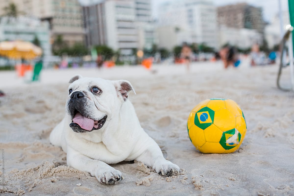 Cute dog on a Brazilian beach